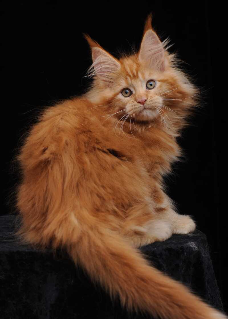 Kendi Maine Coon female, red