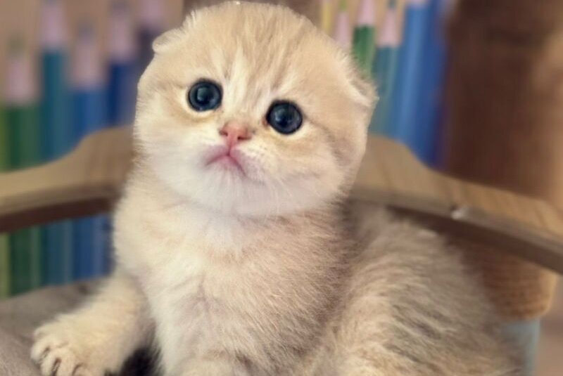 Glasha Scottish Fold female, blue golden shaded