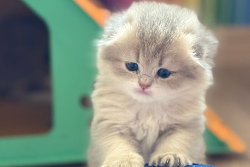 Gina Scottish Fold female, blue golden shaded