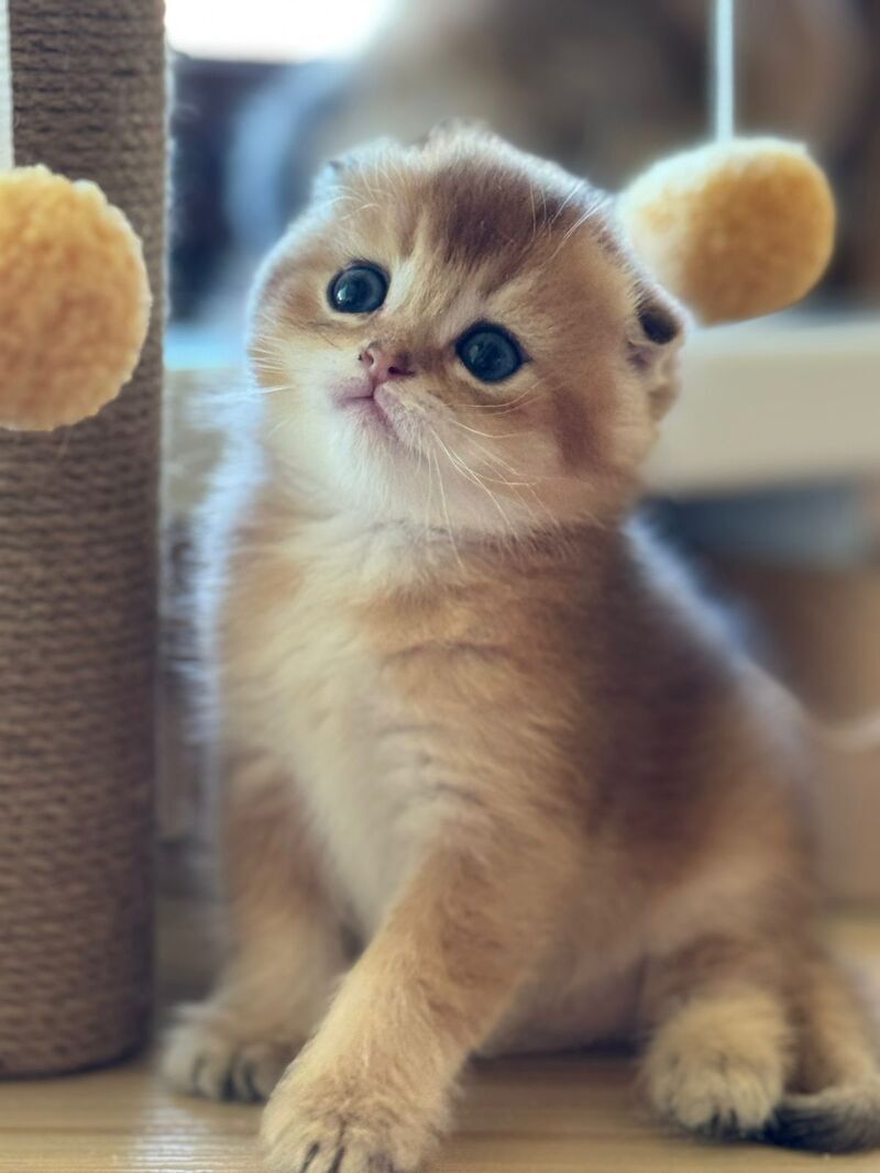 Gari Scottish Fold male, black golden shaded