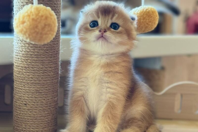 Gari Scottish Fold male, black golden shaded