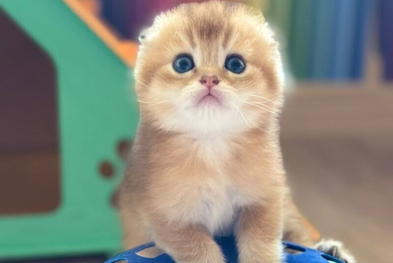 Gari Scottish Fold male, black golden shaded
