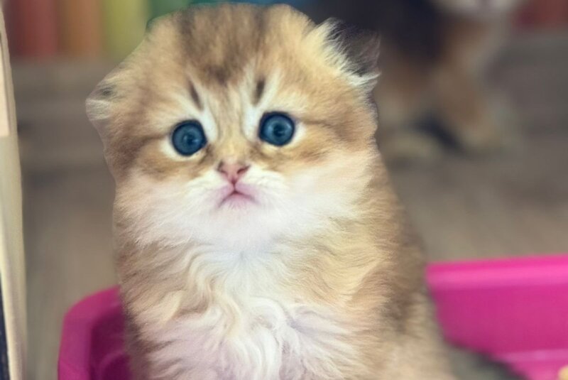 Gin Scottish Fold male, black golden shaded