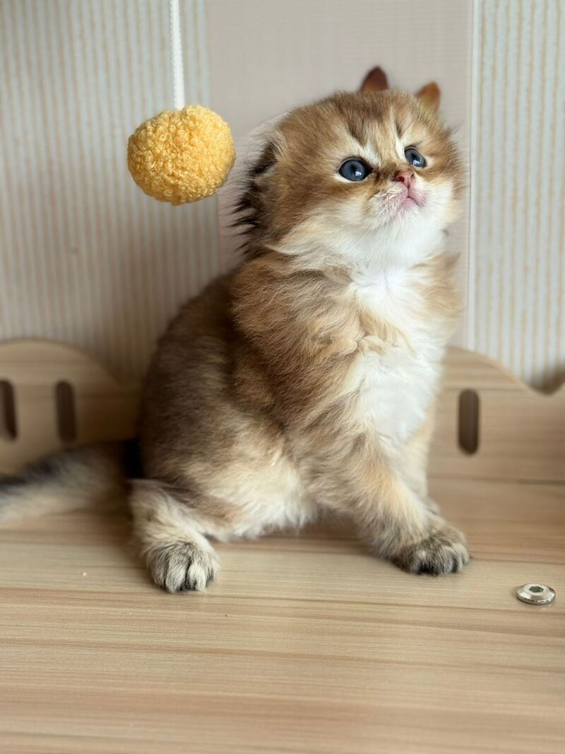 Gin Scottish Fold male, black golden shaded