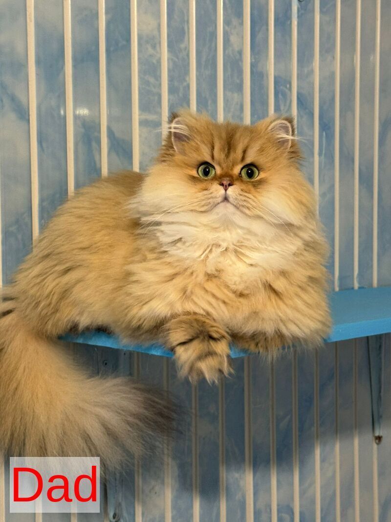 Gina Scottish Fold female, blue golden shaded