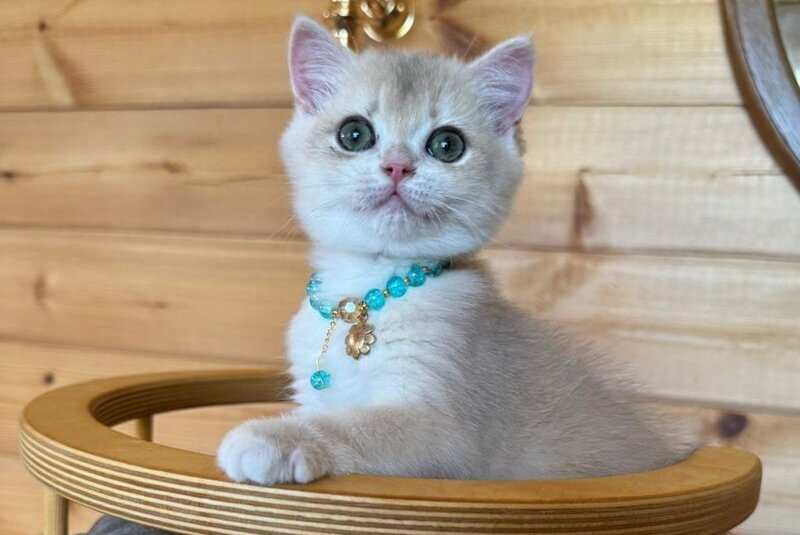 Dasha British Shorthair female, blue golden chinchilla