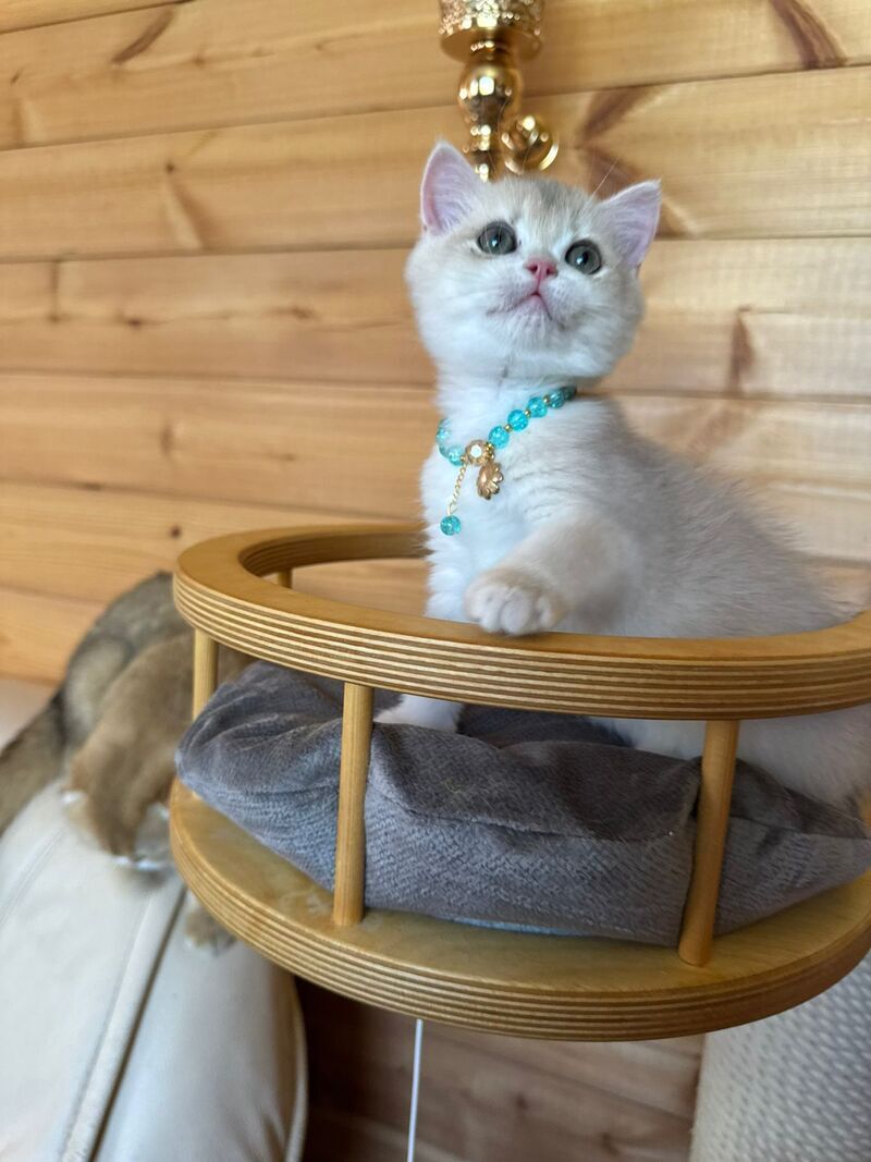 Dasha British Shorthair female, blue golden chinchilla