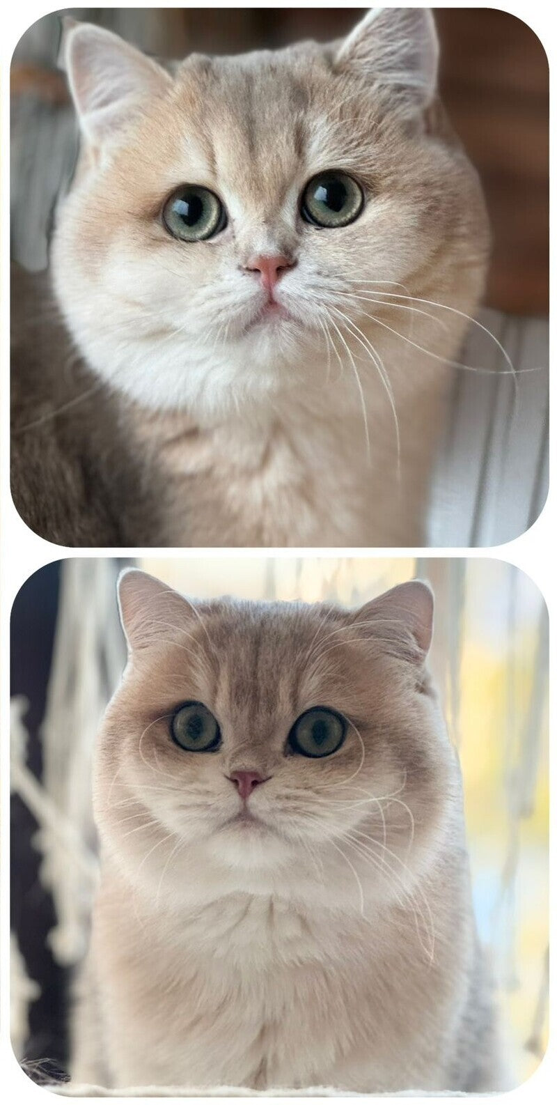 Dasha British Shorthair female, blue golden chinchilla