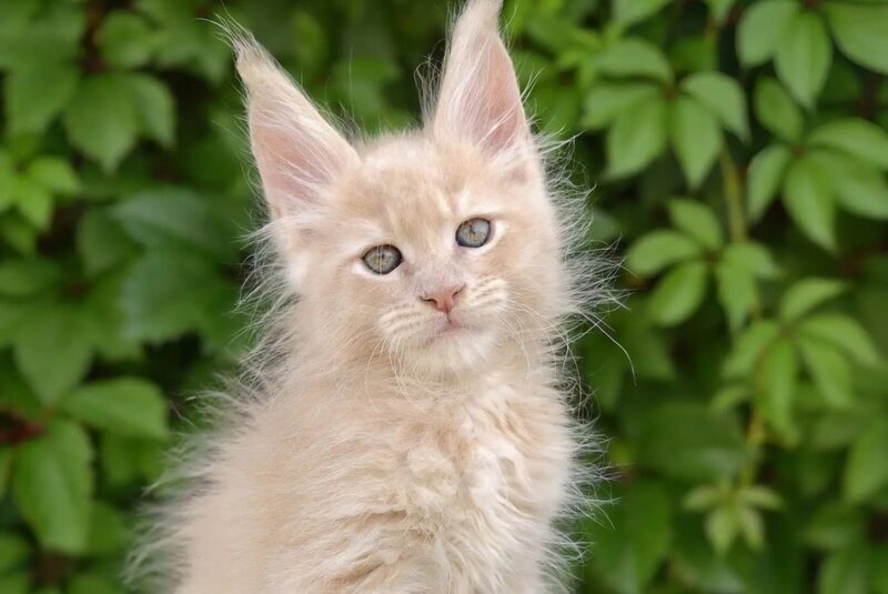 Dominik Maine Coon male, cream