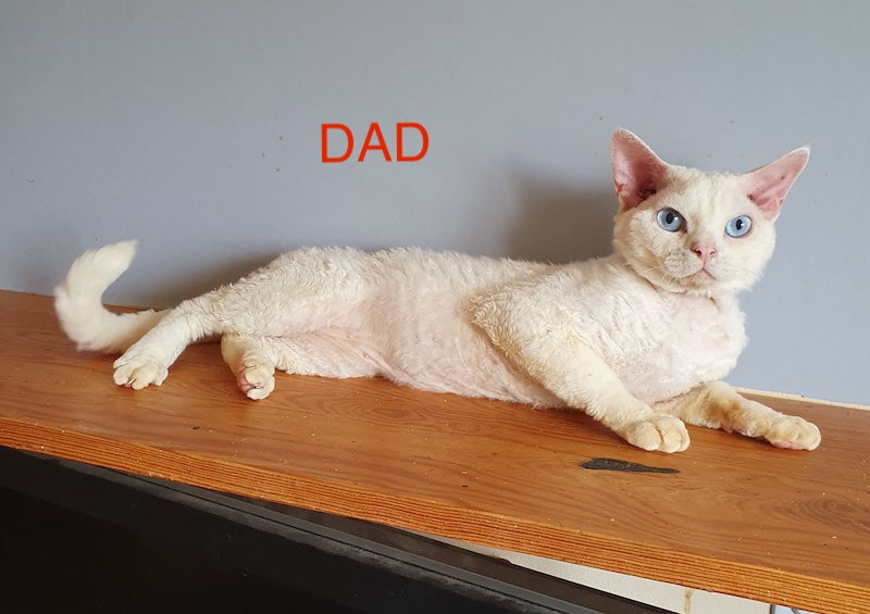 Gucci Devon Rex male, white