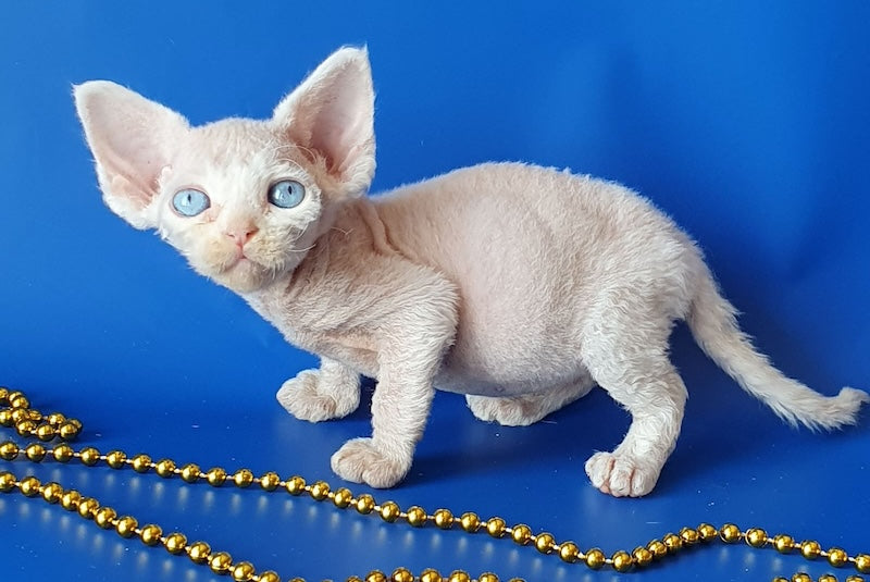 Gucci Devon Rex male, white