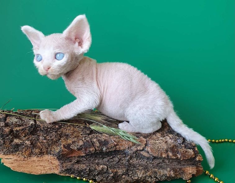 Gucci Devon Rex male, white