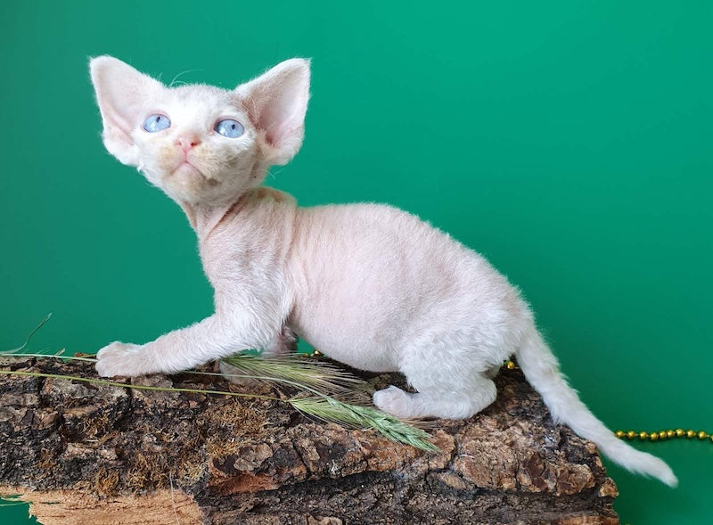 Gucci Devon Rex male, white