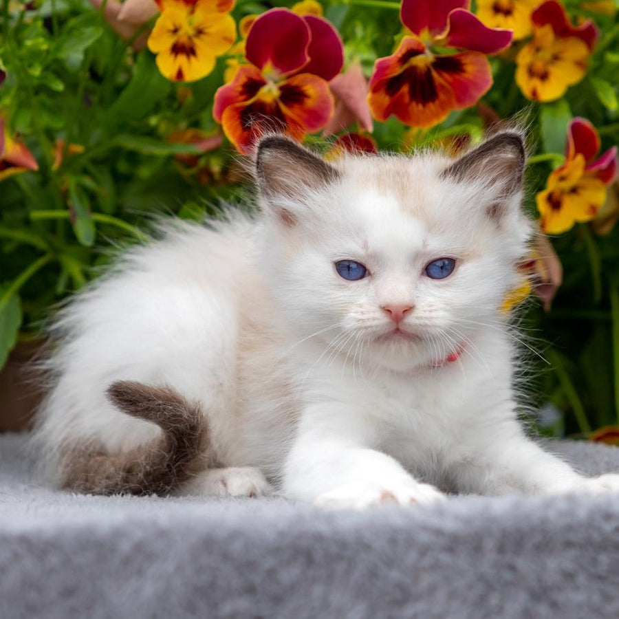 Narcis Ragdoll male, seal bicolour
