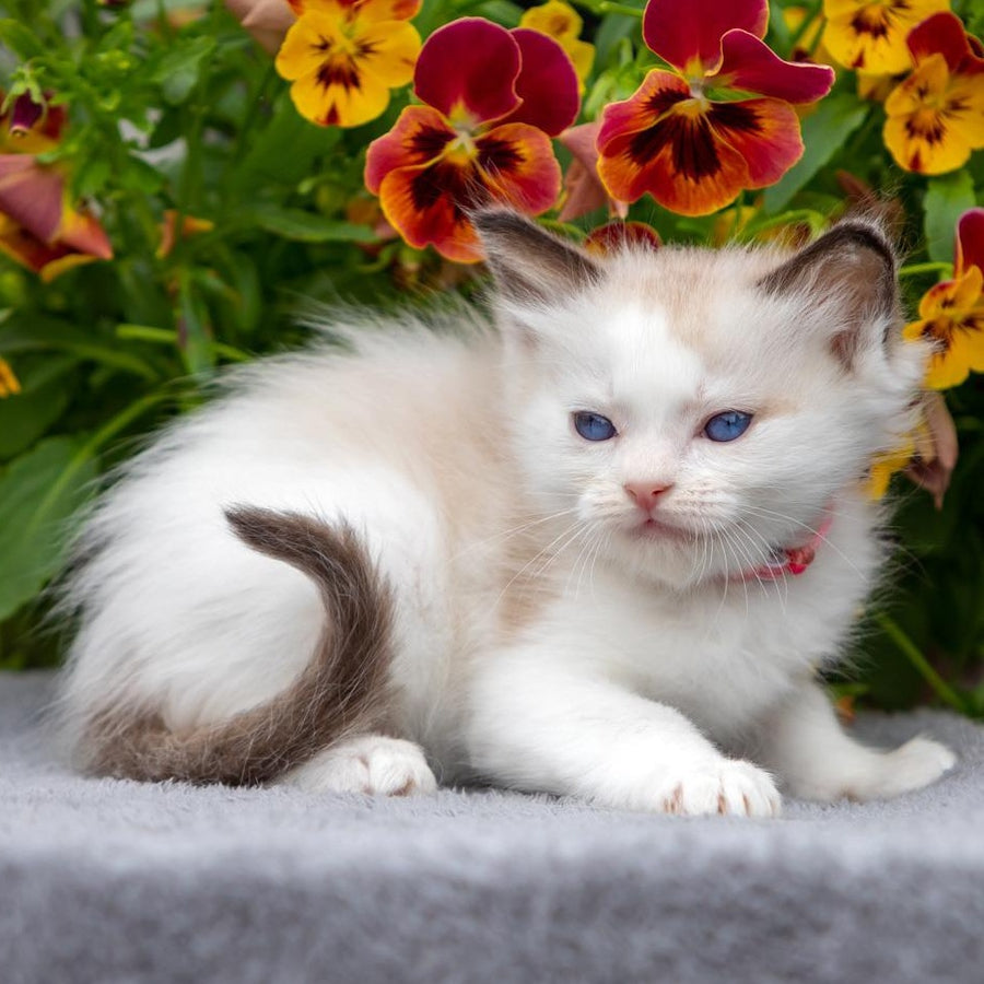 Narcis Ragdoll male, seal bicolour