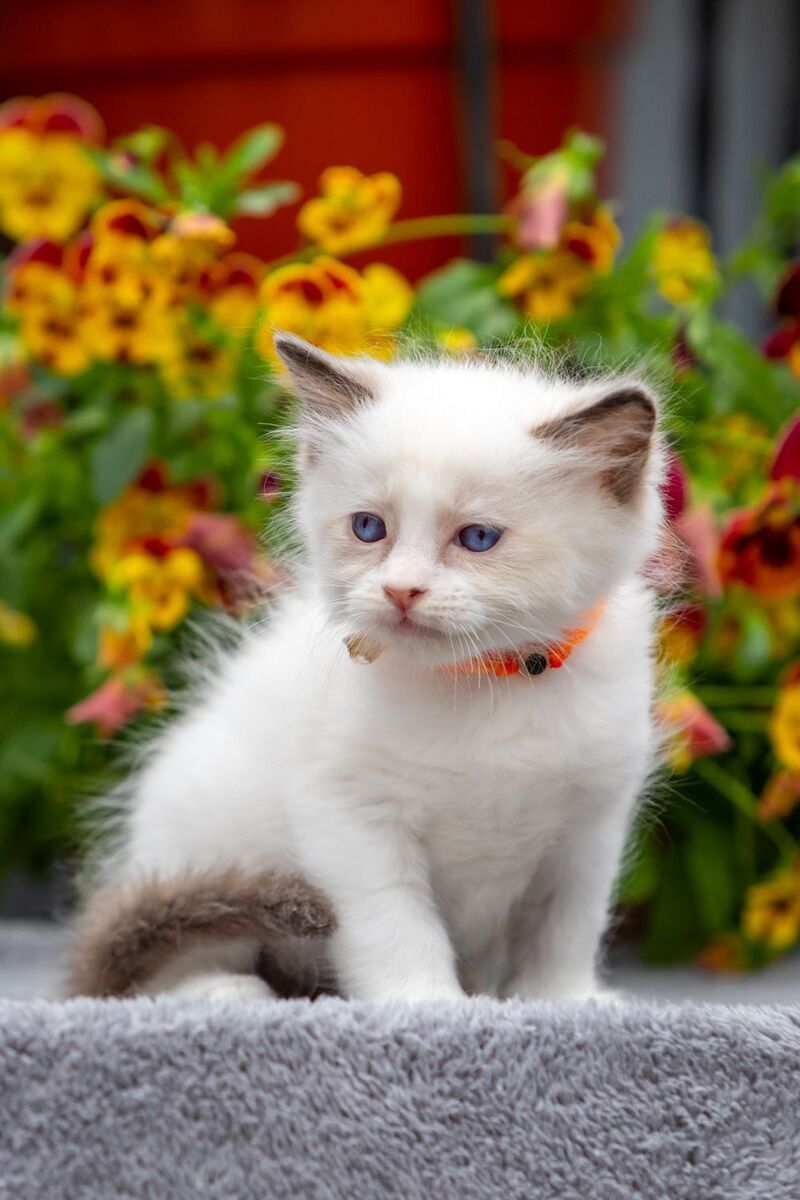Newton Ragdoll male seal bicolour - live animals