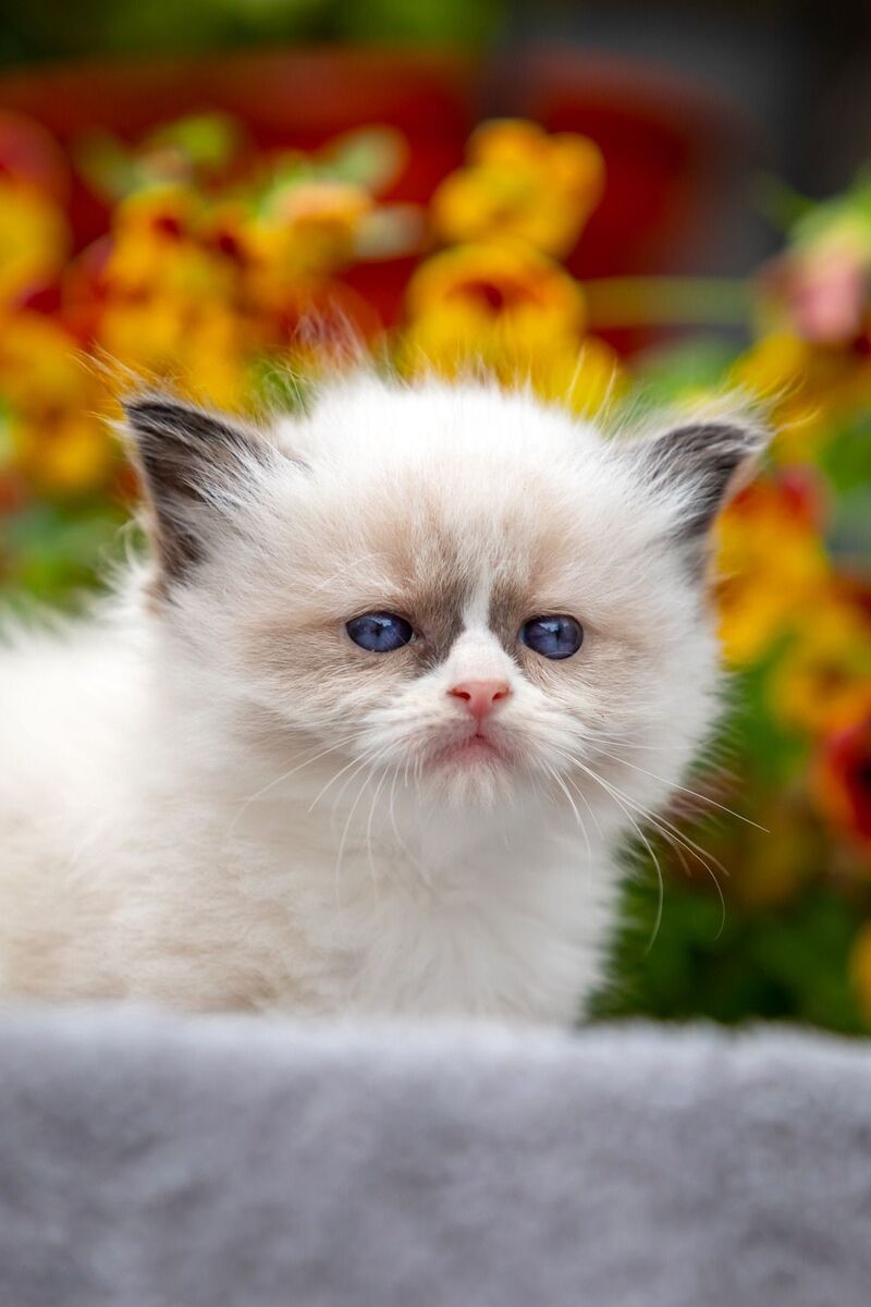 Odry Ragdoll female seal mitted - live animals
