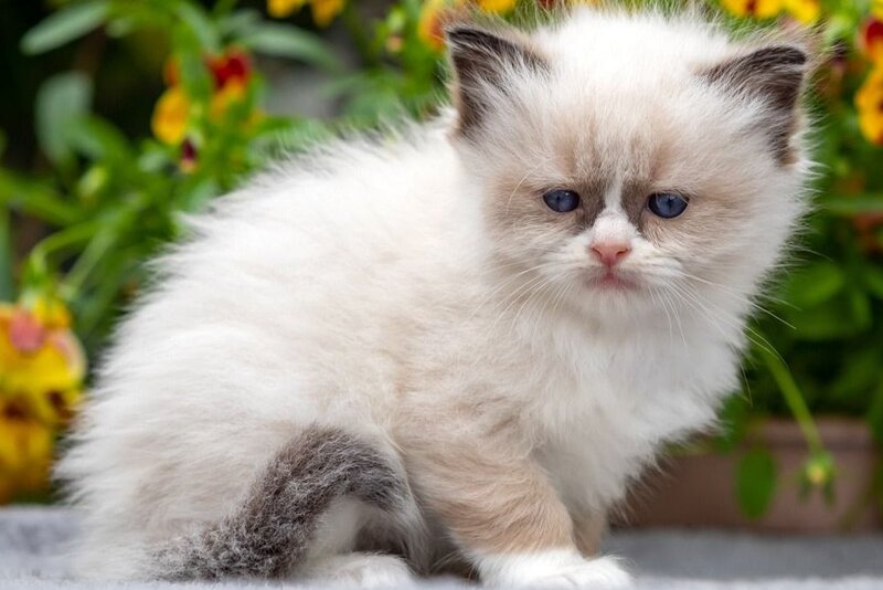 Odry Ragdoll female seal mitted - live animals