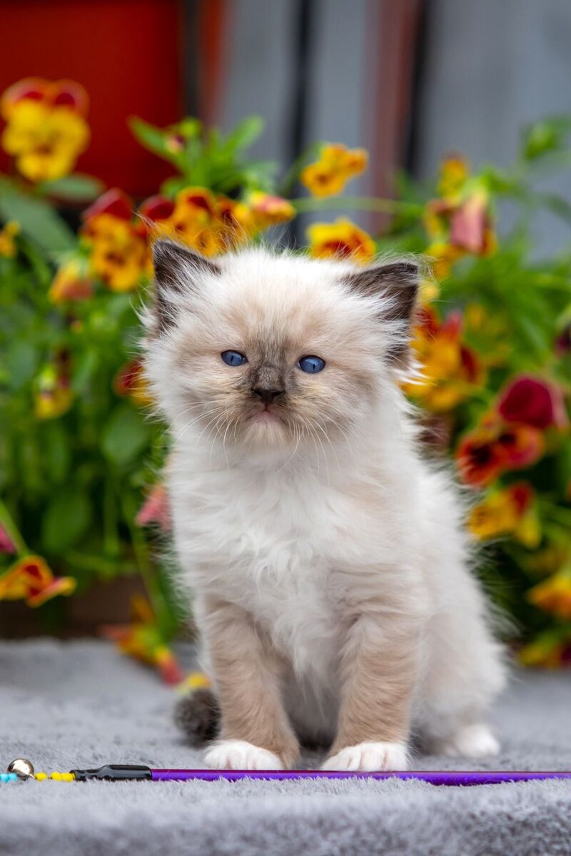 Omut Ragdoll male seal mitted - live animals