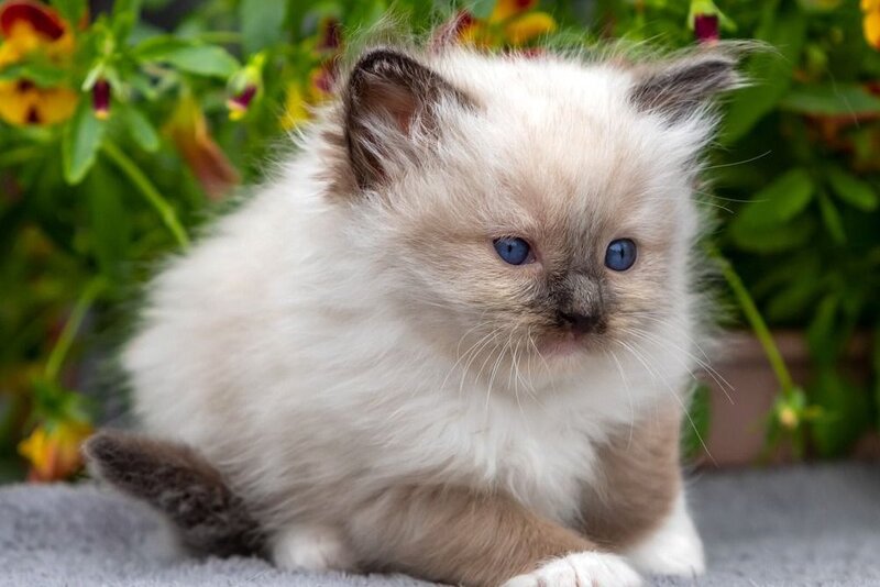 Omut Ragdoll male seal mitted - live animals