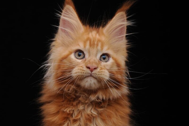 Ksenia Maine Coon female, red