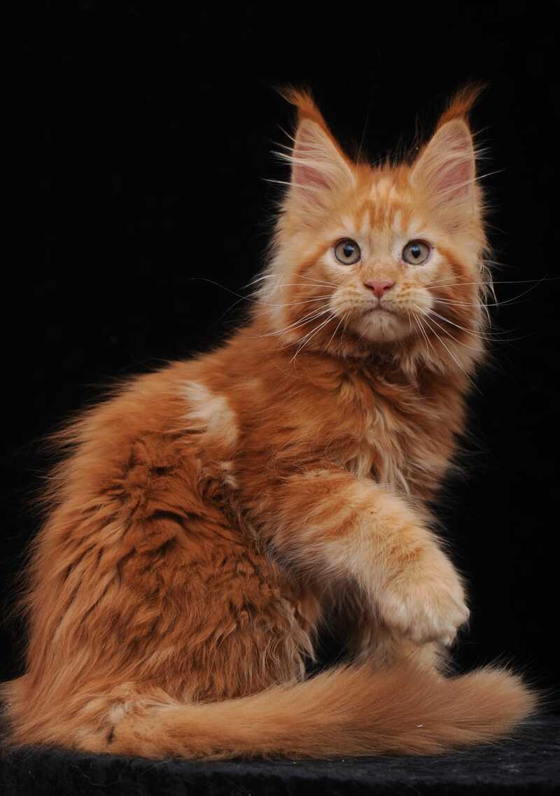 Ksenia Maine Coon female, red