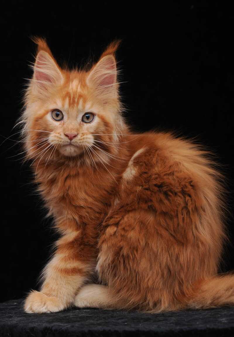 Ksenia Maine Coon female, red