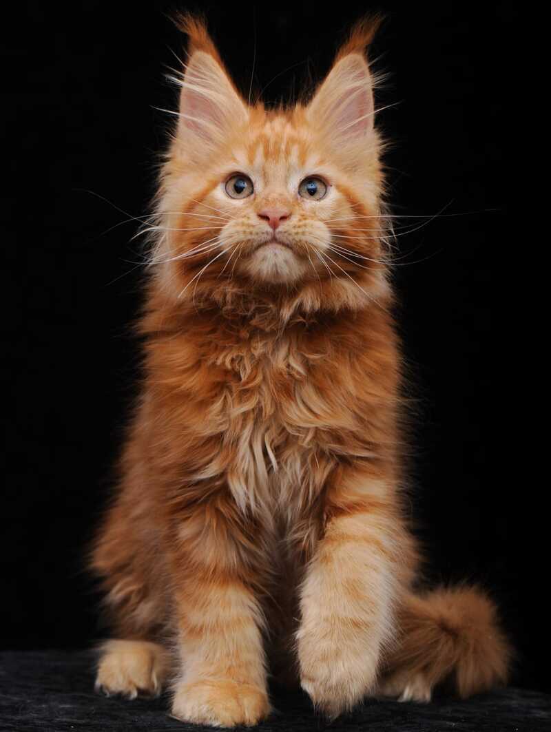 Ksenia Maine Coon female, red