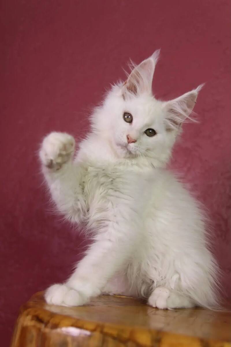 Elliot Maine Coon male, cream silver chinchilla