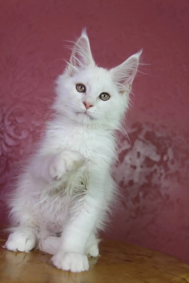Eddy Maine Coon male, cream silver chinchilla