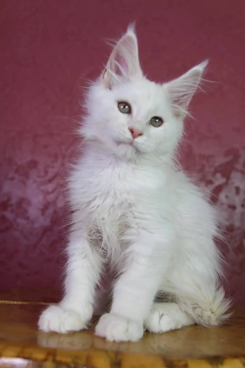 Eddy Maine Coon male, cream silver chinchilla