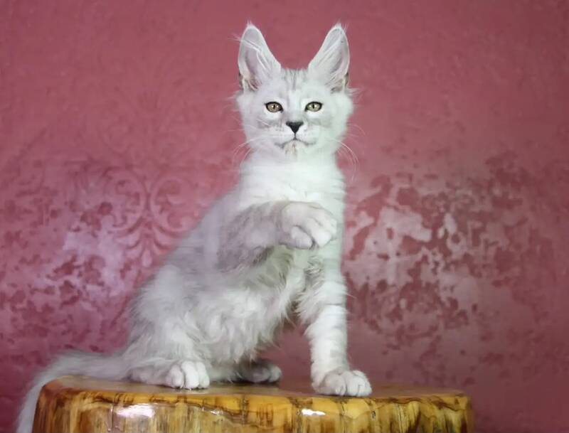 Eleazar Maine Coon male, black silver tabby