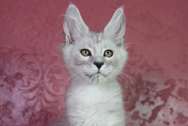Eleazar Maine Coon male, black silver tabby