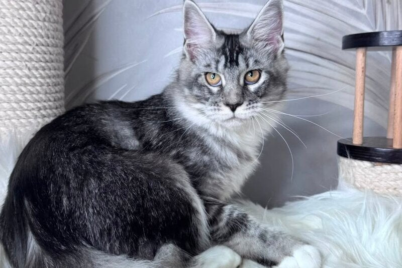 Ricota Maine Coon male, black ticked tabby with white