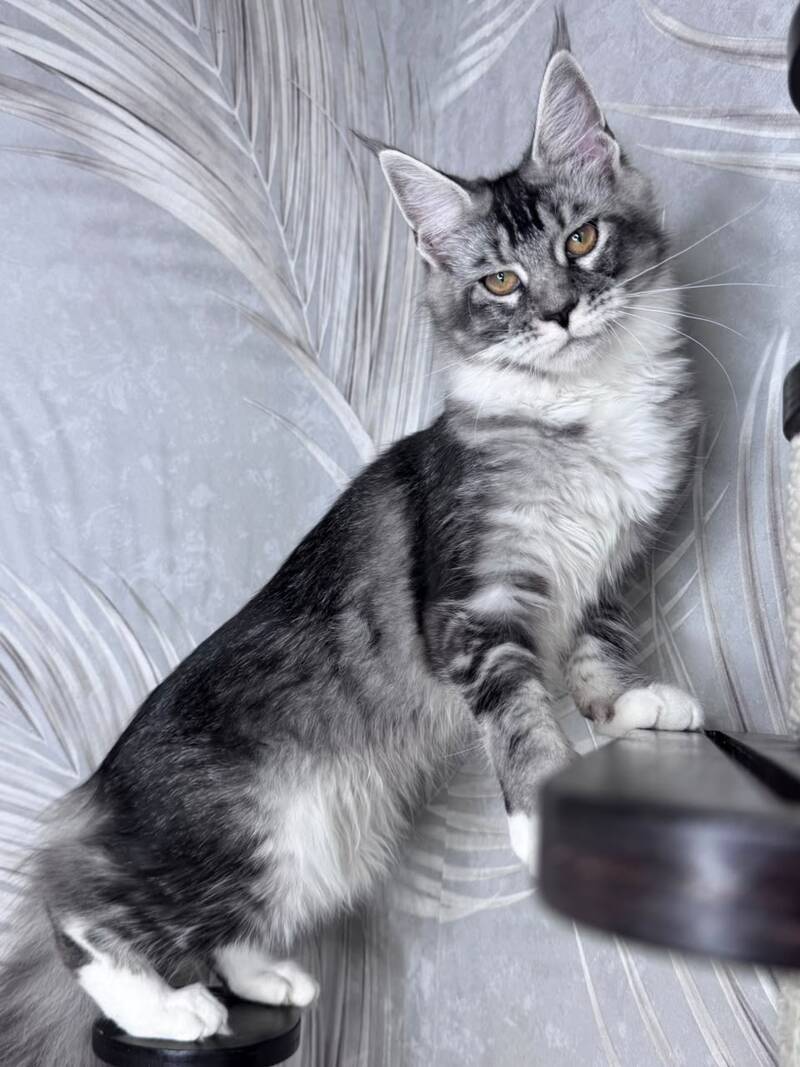 Ricota Maine Coon male, black ticked tabby with white
