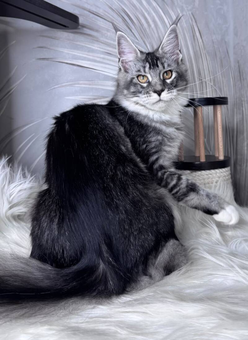 Ricota Maine Coon male, black ticked tabby with white