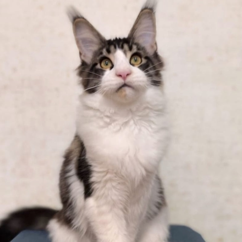 Alpha Maine Coon polydactyl female, black tabby bicolour