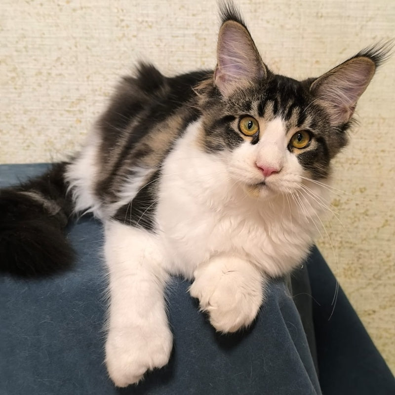 Alpha Maine Coon polydactyl female, black tabby bicolour