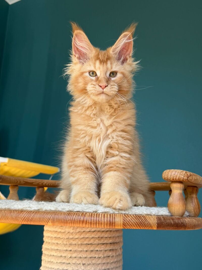 Sunshine Maine Coon male red - live animals