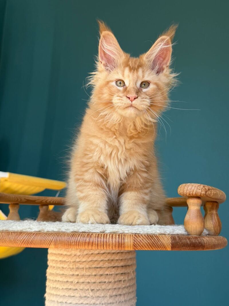 Sunshine Maine Coon male red - live animals