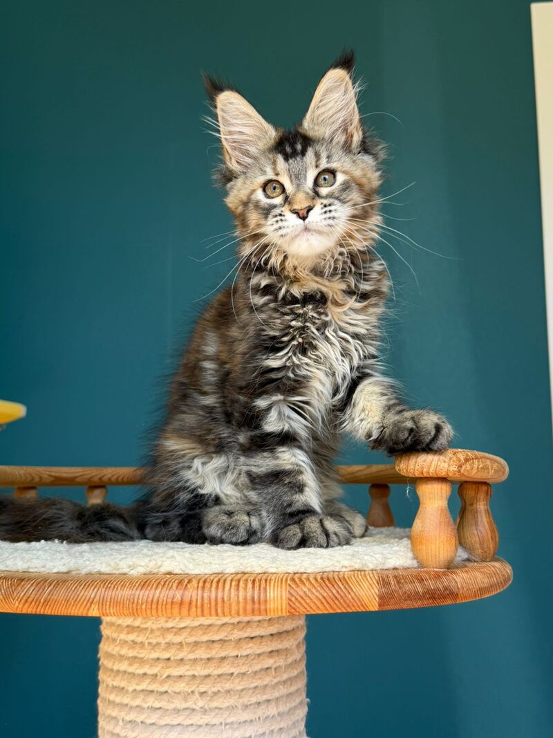 Roxana Maine Coon female black tortie tabby - live animals