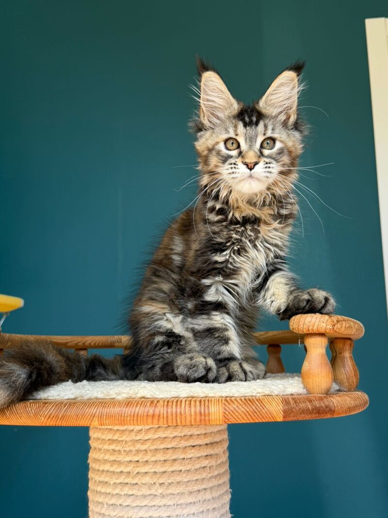 Roxana Maine Coon female black tortie tabby - live animals