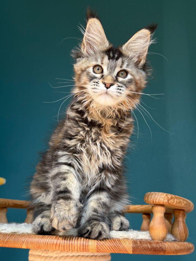 Roxana Maine Coon female black tortie tabby - live animals