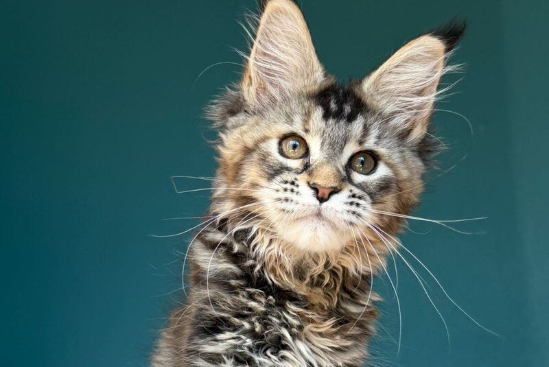 Roxana Maine Coon female black tortie tabby - live animals