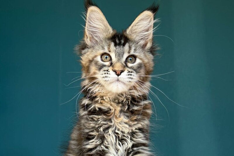 Roxana Maine Coon female black tortie tabby - live animals