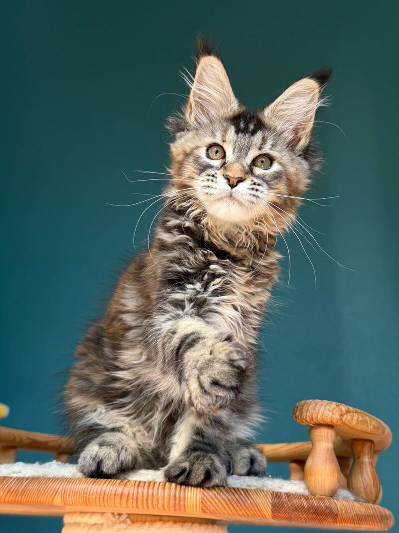 Roxana Maine Coon female black tortie tabby - live animals