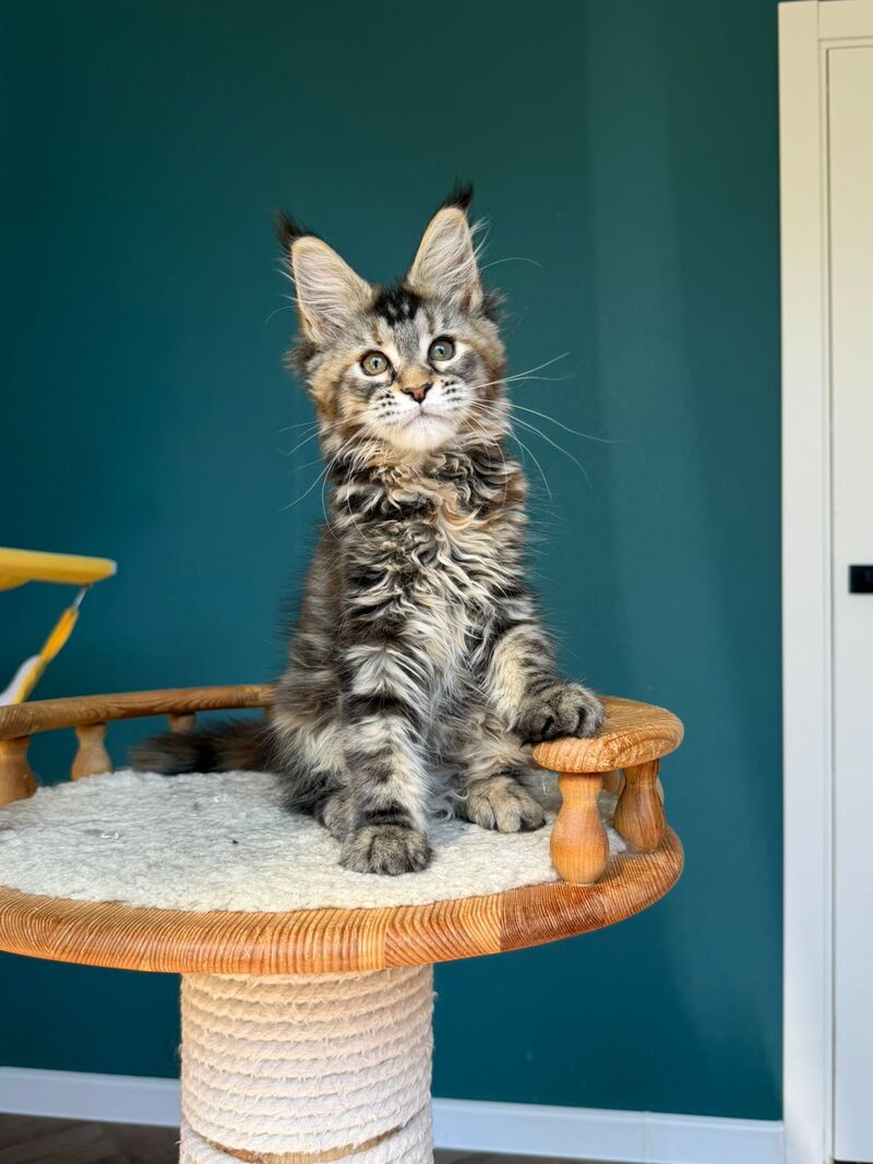 Roxana Maine Coon female black tortie tabby - live animals