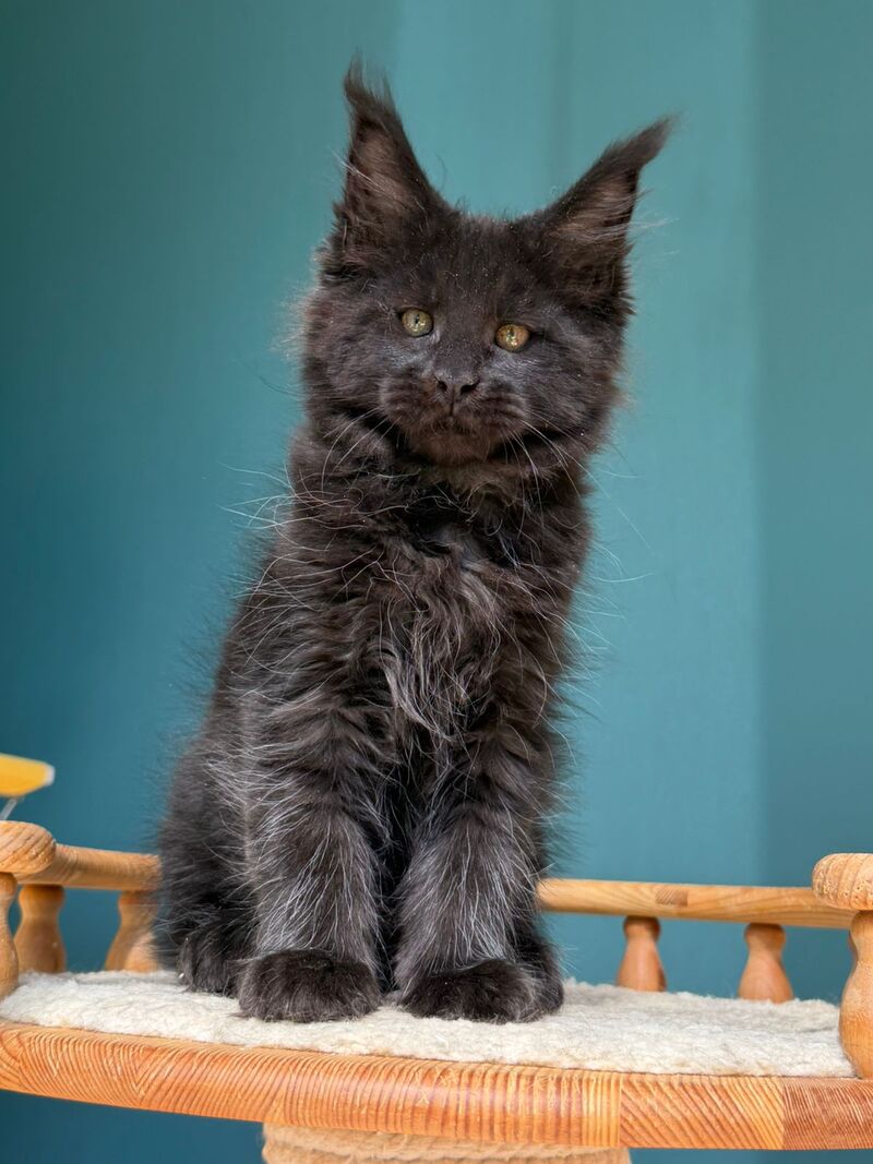 Rolling Stone Maine Coon male black - live animals