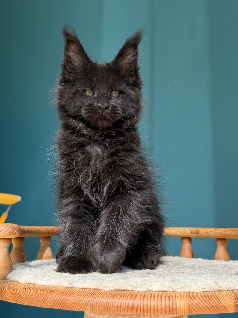 Rolling Stone Maine Coon male black - live animals