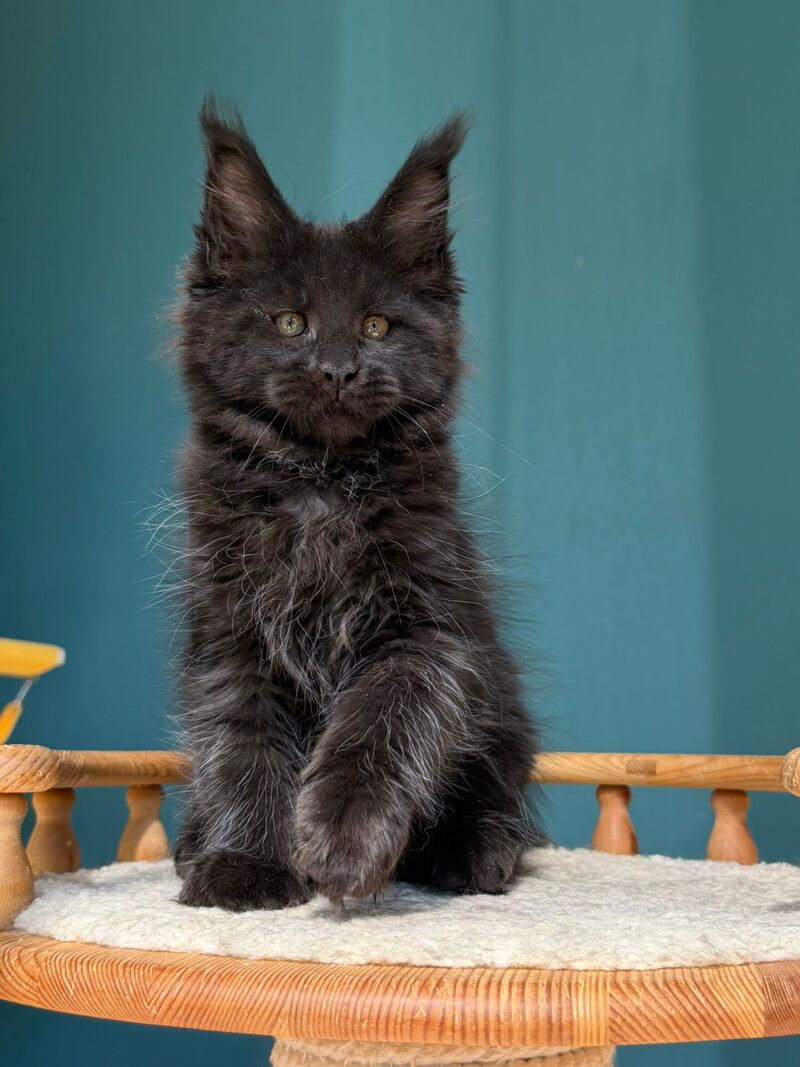 Rolling Stone Maine Coon male black - live animals